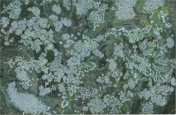 Тарханов Михаил Михайлович. Композиция 